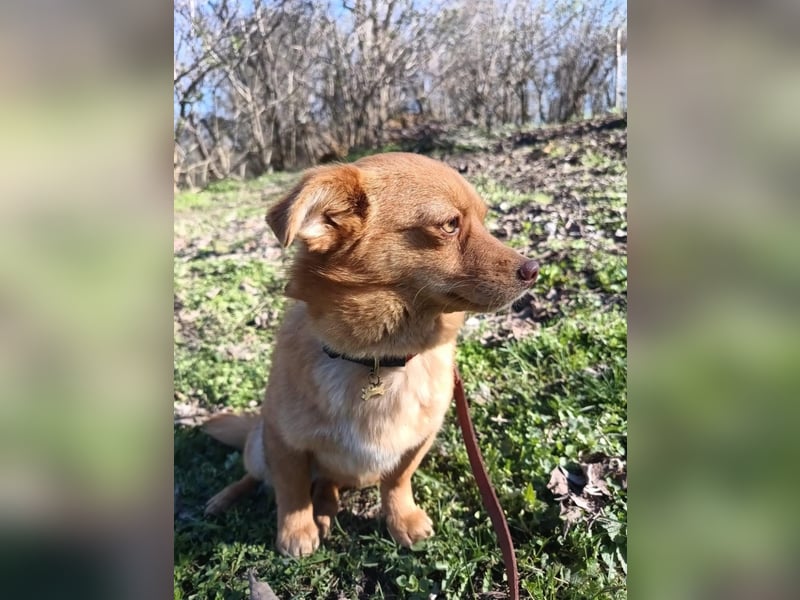 Lina Tierschutzhund sucht ein Zuhause