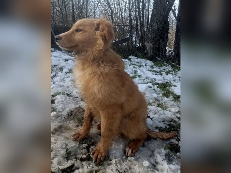 Pancake Tierschutzhund sucht ein Zuhause