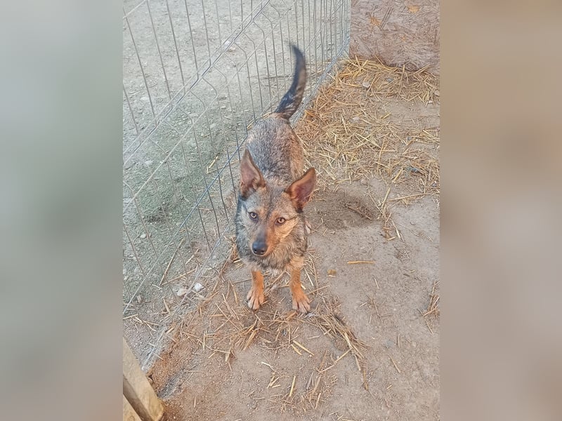 ⭐️ Alexa⭐️, liebevolles Hundekind, 10 Monate, 36 cm, Mischling, Tierschutz