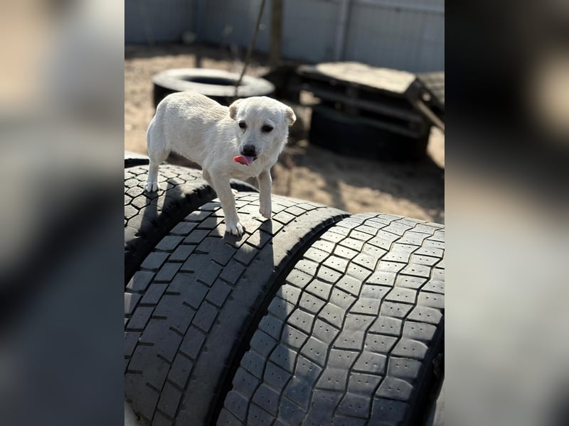 Bibe sucht ein Herz, das sie liebt