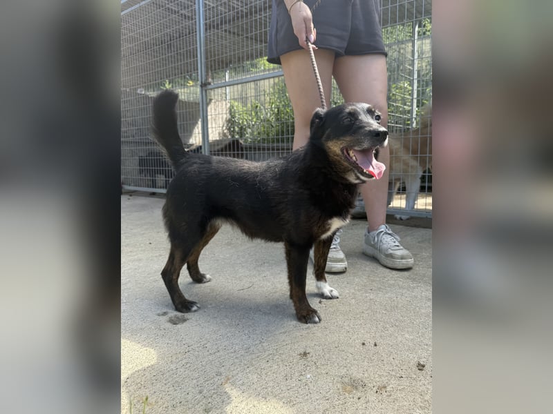 Trixie - Kämpferin sucht großes Glück