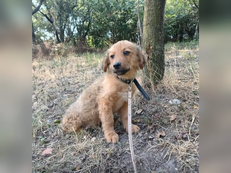 Leo Tierschutzhund sucht ein Zuhause