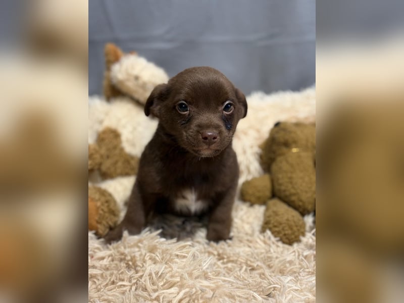 Pindur, kleines Hundekind