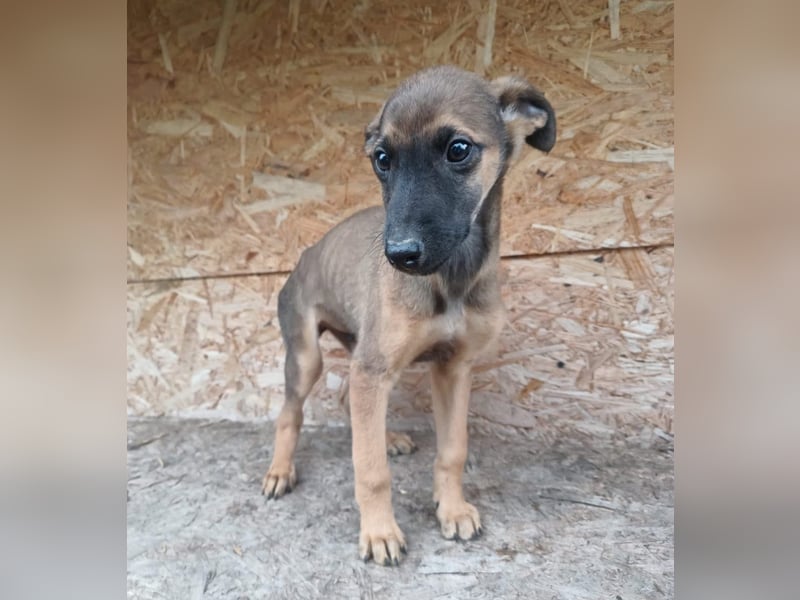 Seppl Tierschutzhund sucht ein Zuhause