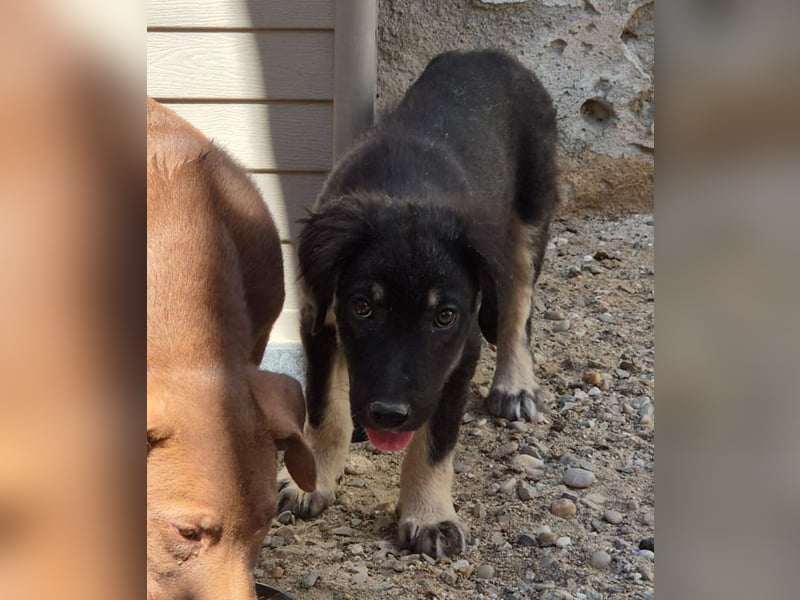⭐️DATA⭐️, zaghaftes Hundekind, Hündin, 6 Monate, bis 50 cm ausgew., Mischling, Tierschutz