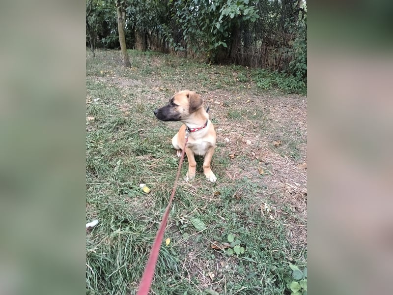 Zara Tierschutzhund sucht ein Zuhause