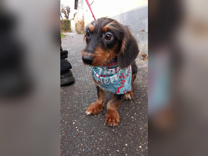 der süße kleine Chip sucht seine Familie