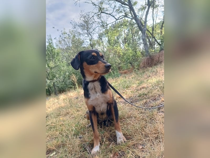 Cleo Tierschutzhund sucht ein Zuhause