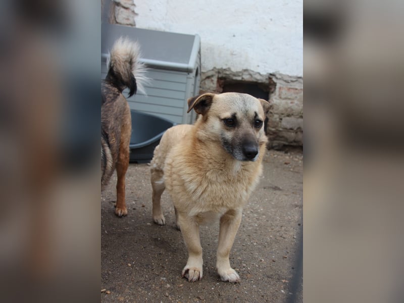 TONI, verschmustes Notfellchen, 3 Jahre, 29 cm, Mischling, Tierschutz Rumänien