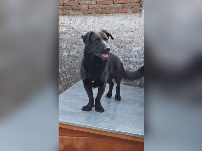 ⭐️MARIUCA⭐️, witzige, kleine Hündin, 3 Jahre, 37 cm, Mischling, Tierschutz Rumänien