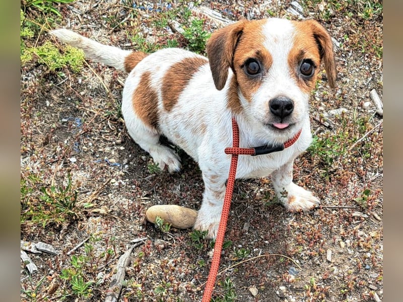 Die kleine Lilou kann bald in Hessen besucht werden