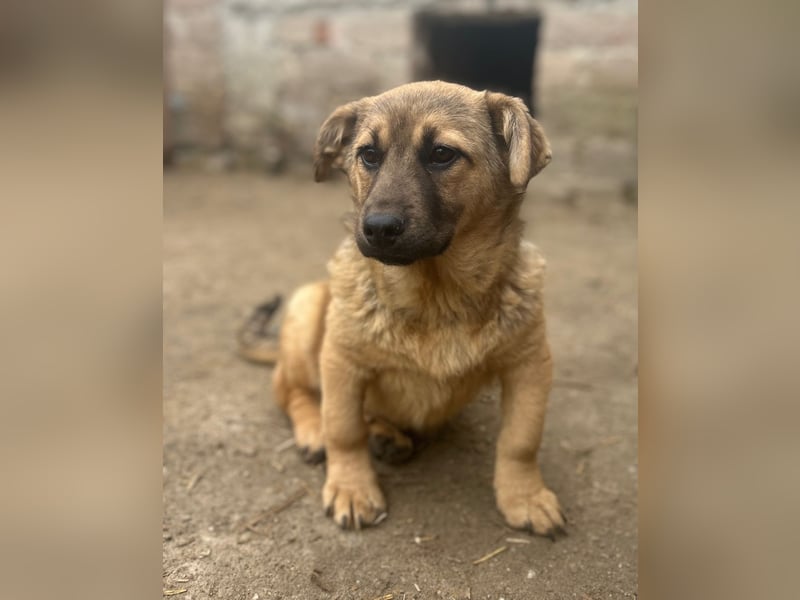 ⭐️Phaja⭐️, reizendes Mini-Mädchen, Welpe, 8 Monate, 31 cm, Mischling, Tierschutz