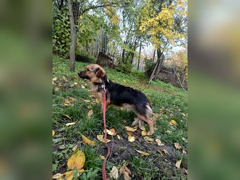 Milly Tierschutzhund sucht ein Zuhause