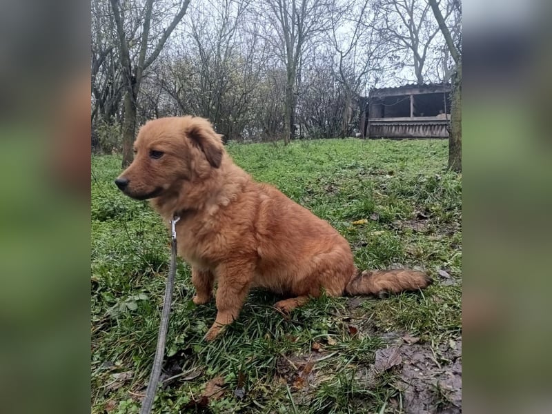 Leo Tierschutzhund sucht ein Zuhause
