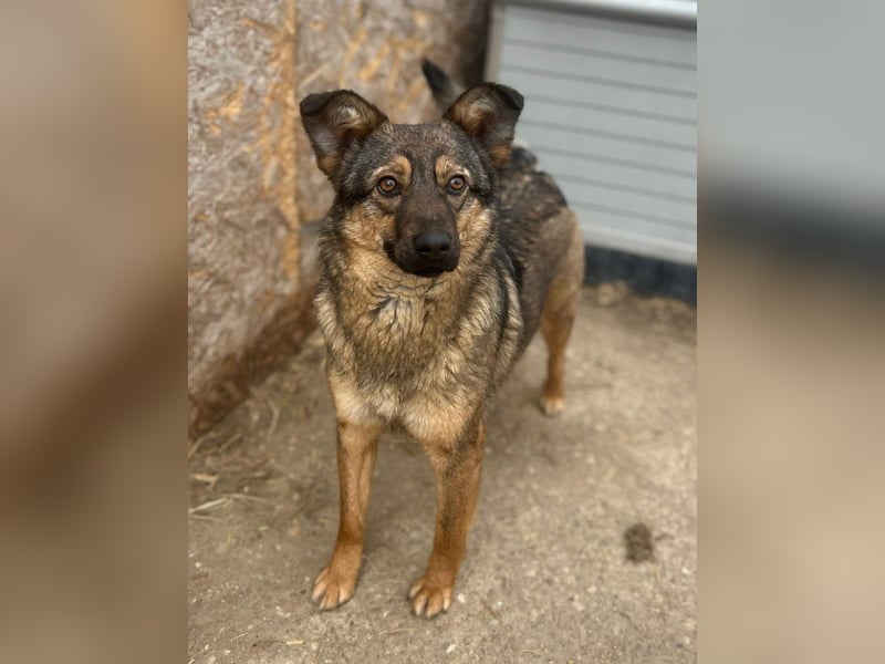 ⭐️PANY⭐️, Hündin, 1,5 Jahre, 37 cm, Mischling, Tierschutz