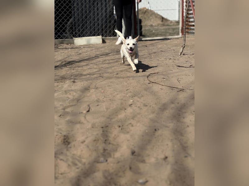 Bibe sucht ein Herz, das sie liebt