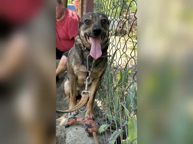 Poppy - Verdient endlich ein liebendes Zuhause!