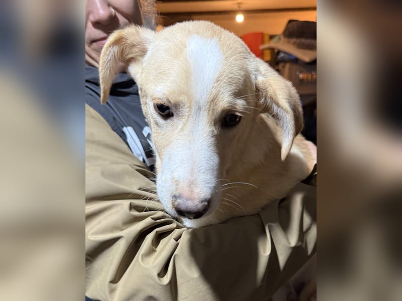 ⭐️Nurian⭐️, schüchterner Welpe, 6 Monate, 35 cm, Mischling, Tierschutz Rumänien