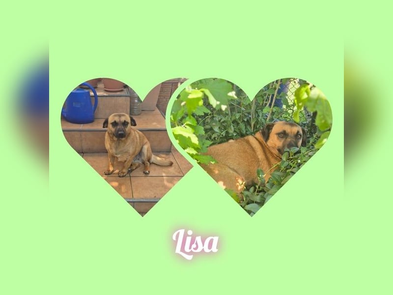 Lisa 29cm , kleines liebes Mädel 35 cm, möchte Rumänien verlassen