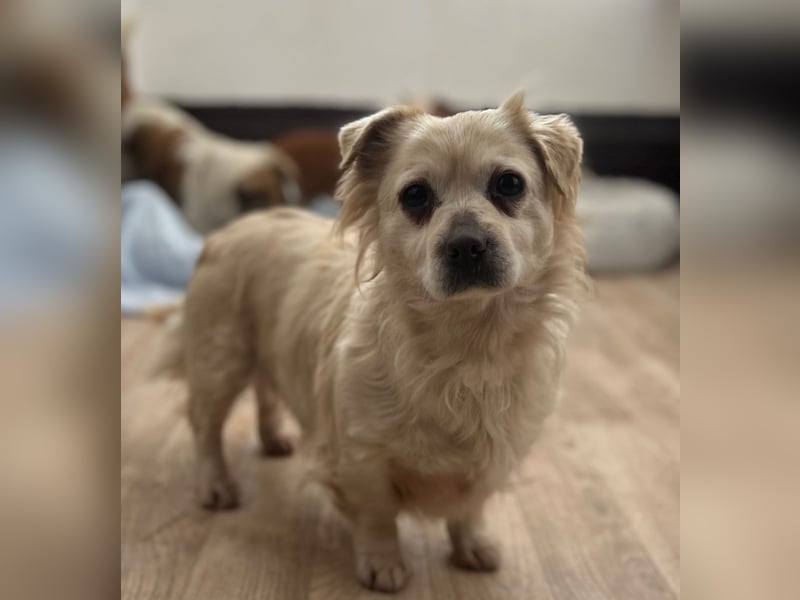 ⭐️TIC⭐️, unkomplizierte Hundemaus, 2 Jahre, 30 cm, Mischling, Tierschutz