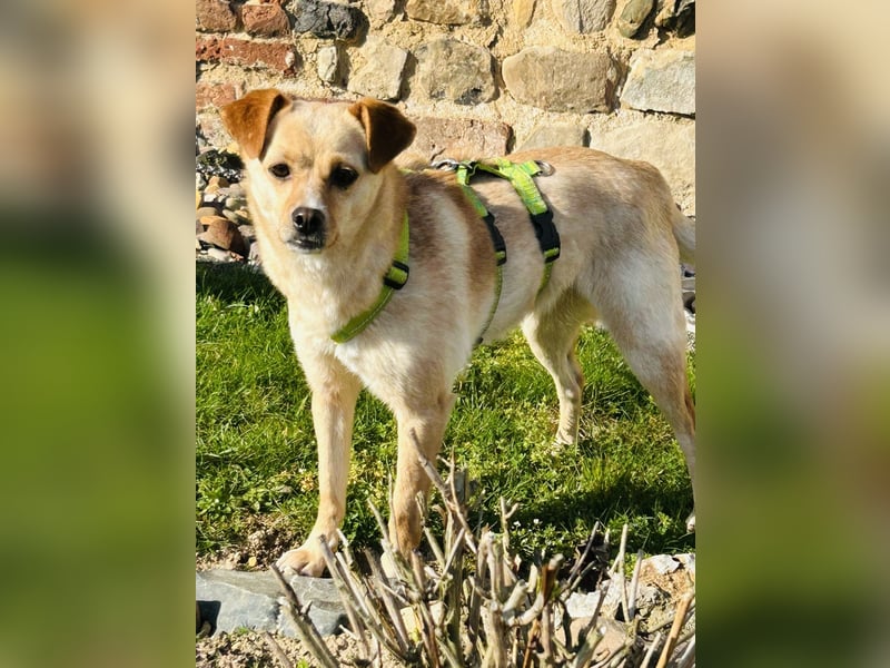 Goldi Tierschutzhund sucht ein Zuhause