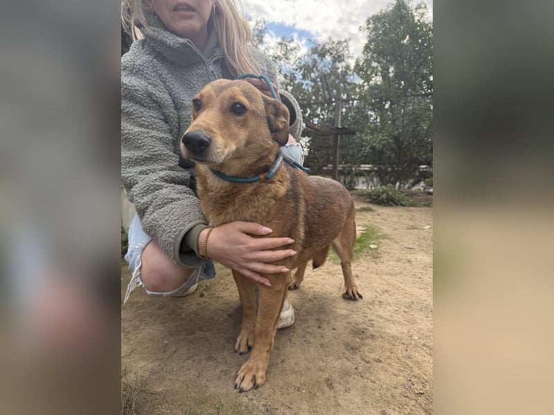 Pityke - freundlicher Hundemann sucht liebevolles Zuhause
