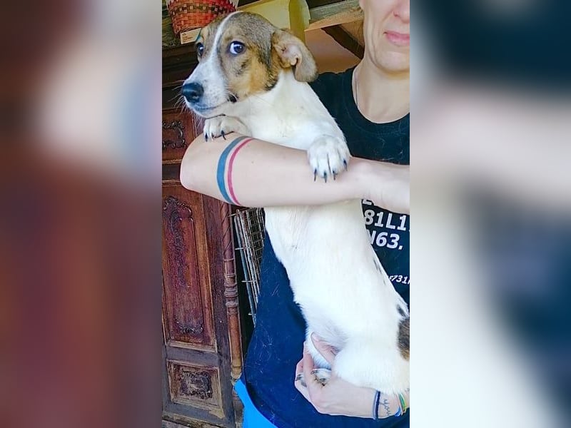 ⭐️MOLLY⭐️, süße Hündin, 3 Jahre, 27cm, Mischling, Tierschutz