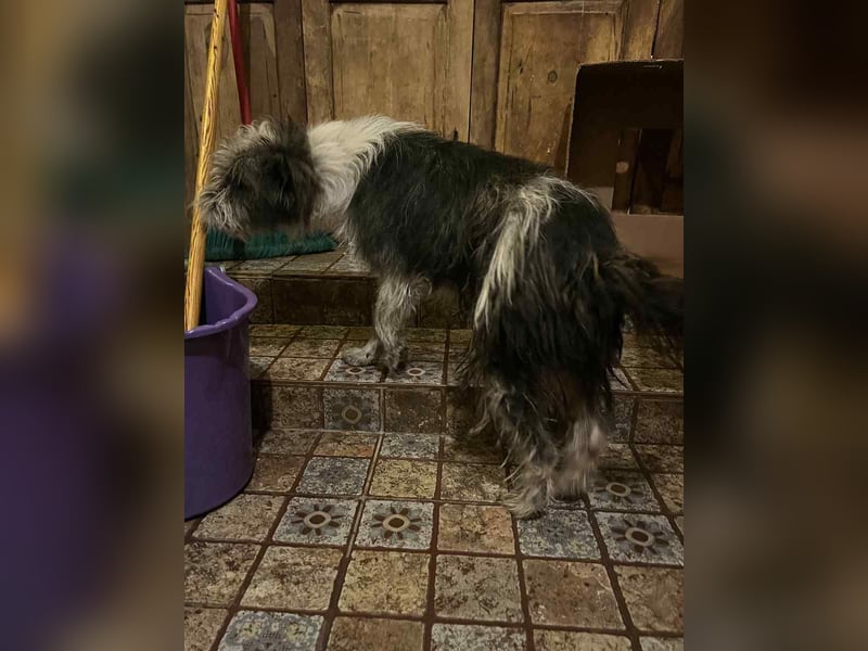 ⭐️ZOTTEL⭐️, Rüde, 1 Jahr, 30 cm, Mischling, Tierschutz