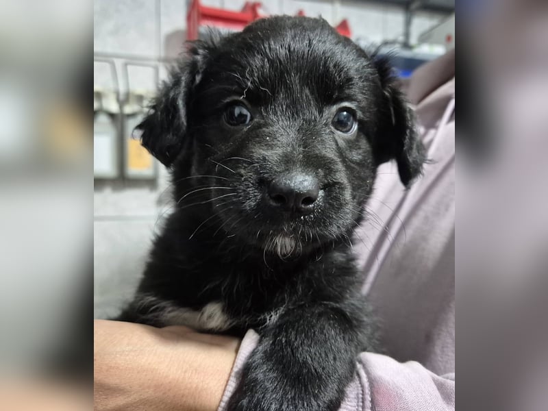 Welpenrüde 890528 - Reserviert!