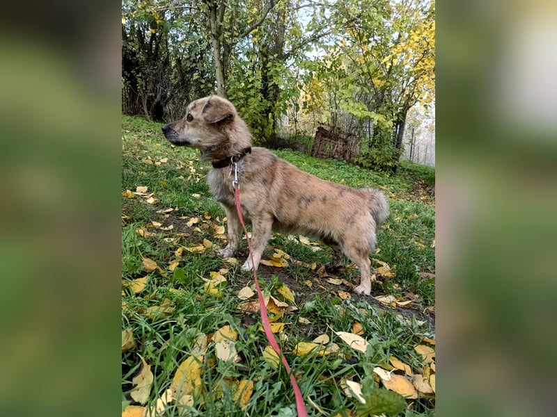 Mirko Tierschutzhund sucht ein Zuhause
