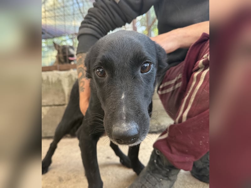 Majka, zarter, lieber Hundemann