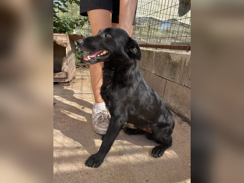 Majka, zarter, lieber Hundemann