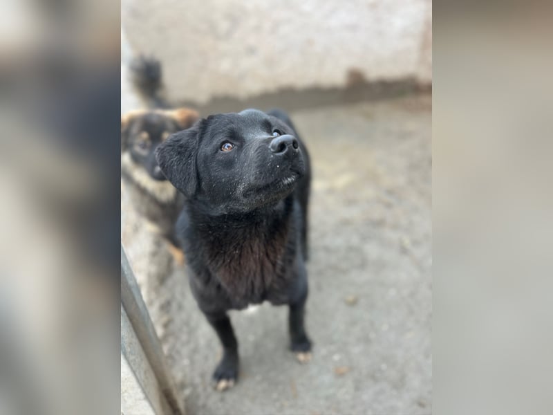⭐️YANO⭐️, bezaubernder Hundejunge, 1 Jahr, 37 cm, Mischling, Tierschutz Rumänien