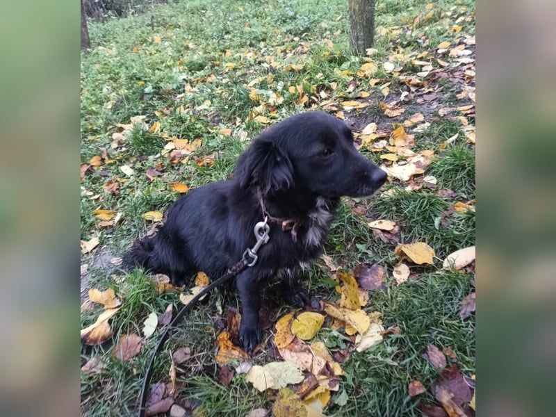 Molly Tierschutzhund sucht ein Zuhause