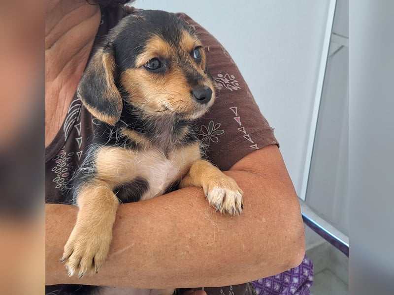 Kleine Yvette sucht ihr großes Glück und kann bald auf Pflegestelle kennengelernt werden