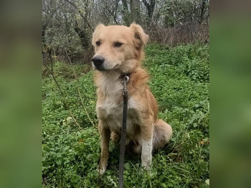 Benji Tierschutzhund sucht ein Zuhause