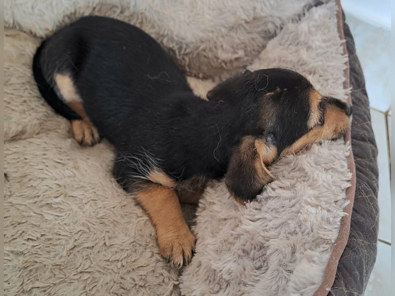 Kleine Yvette sucht ihr großes Glück