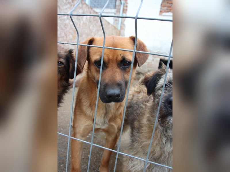 OLLI, lustiger Hundejunge, 1 Jahr, 36 cm, Mischling, Tierschutz