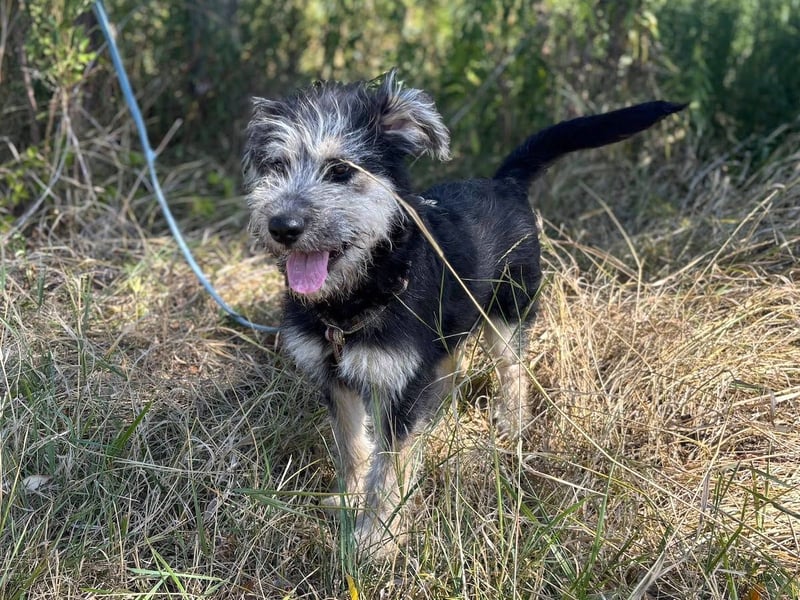 Ozzy - sucht eine herzliche Familie!