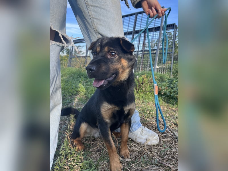 Kolos hat viel Liebe zu geben