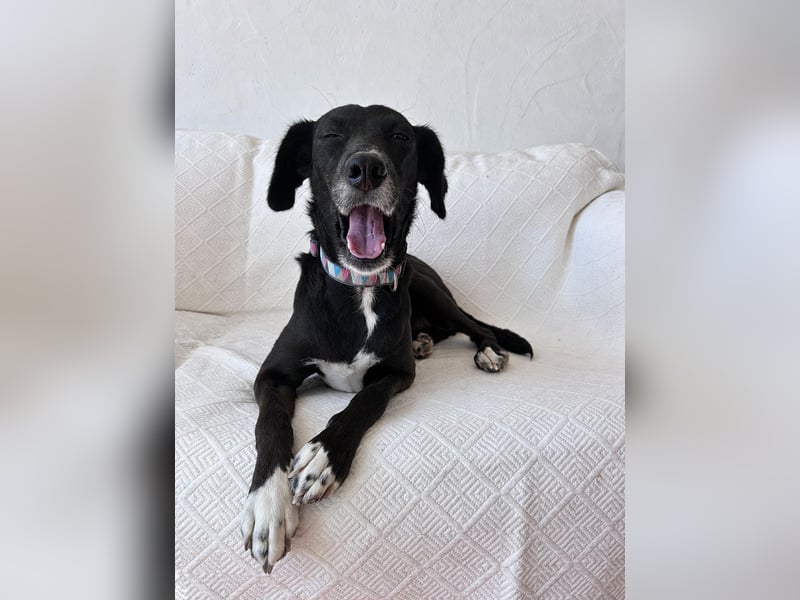 Zauberhafte Sophie wartet in Portugal auf unserem Tierschutzhof!