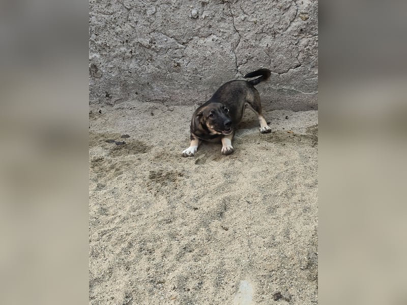 ⭐️ILLA⭐️, Zuckermaus, Hündin, 11 Monate, ca. 33 cm, Mischling, Tierschut