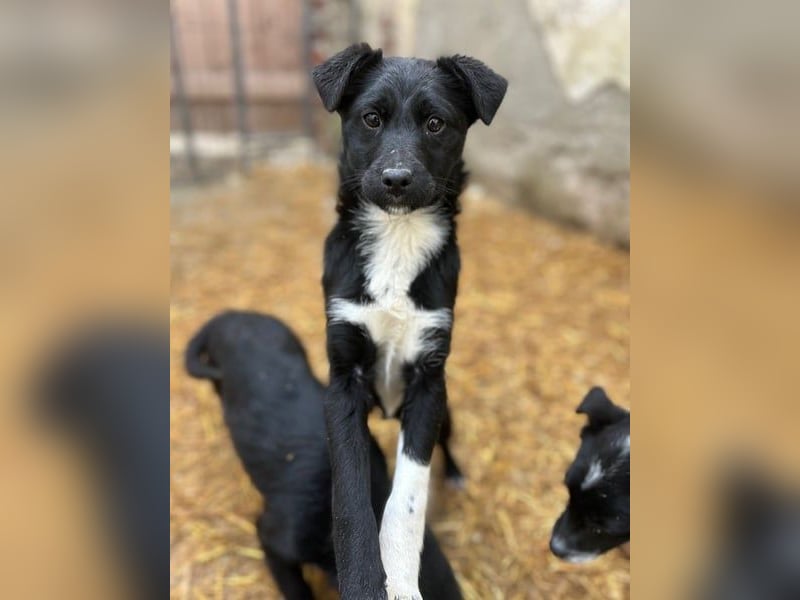 SCHNUCKI, lebensfrohe kleine Entdeckerin, Hündin, 6 Monate, 36 cm, Mischling, Tierschutz