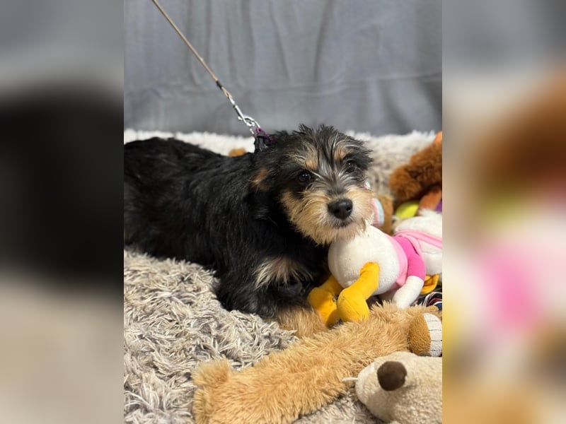 kleiner Texton sucht Dich!