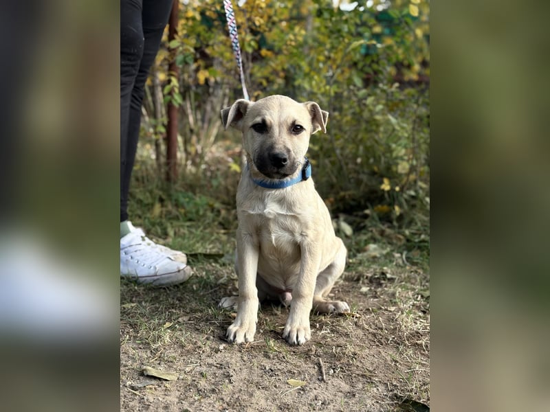 Ozan - wartet auf ein besseres Leben!