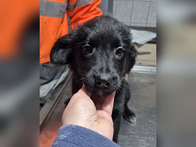 Welpenrüde 890528 - Reserviert!