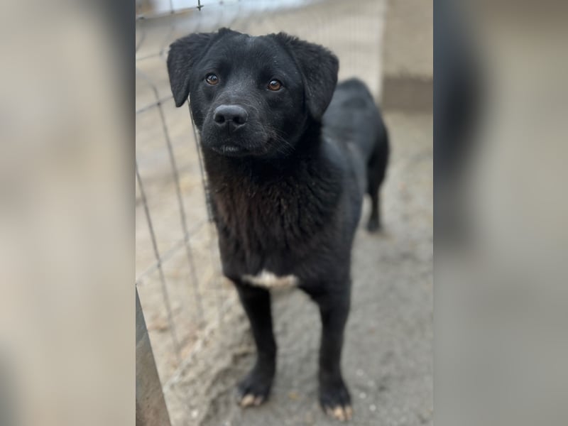 ⭐️YANO⭐️, bezaubernder Hundejunge, 1 Jahr, 37 cm, Mischling, Tierschutz Rumänien