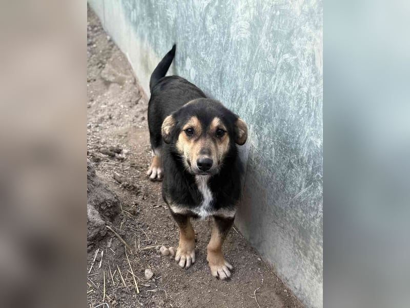 ⭐️BERO⭐️, lustiger Mini, Rüde, fast 2 Jahre, 32cm, Mischling, Tierschutz