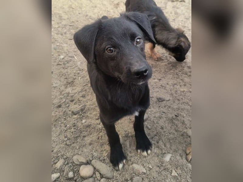 ⭐️YANO⭐️, bezaubernder Hundejunge, 1 Jahr, 37 cm, Mischling, Tierschutz Rumänien