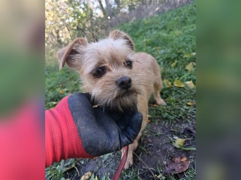 Ruby Tierschutzhund sucht ein Zuhause